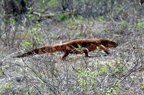 Kenia (454)